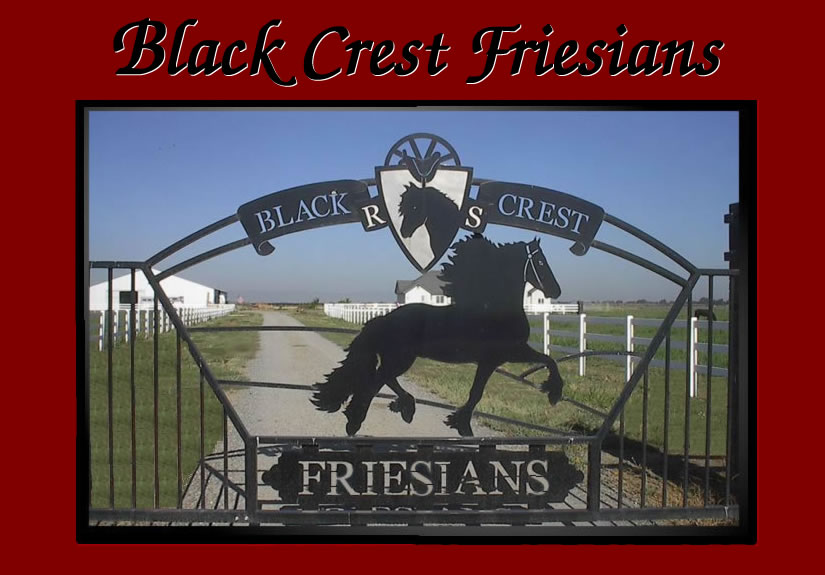 welcome to Black Crest Friesians
