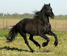 Danielle, brood mare at Black Crest Friesians